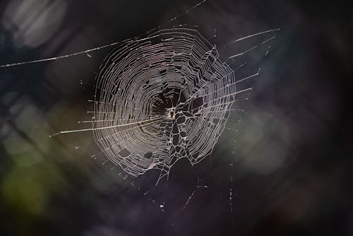 Spider Web in Close Up Photography