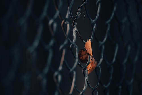 Dried Leaf in a Chain Link Fence 