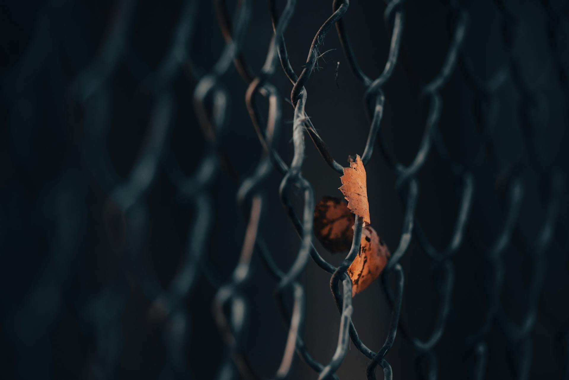 A dried maple leaf caught in a metal chain link fence, symbolizing autumn's transition.