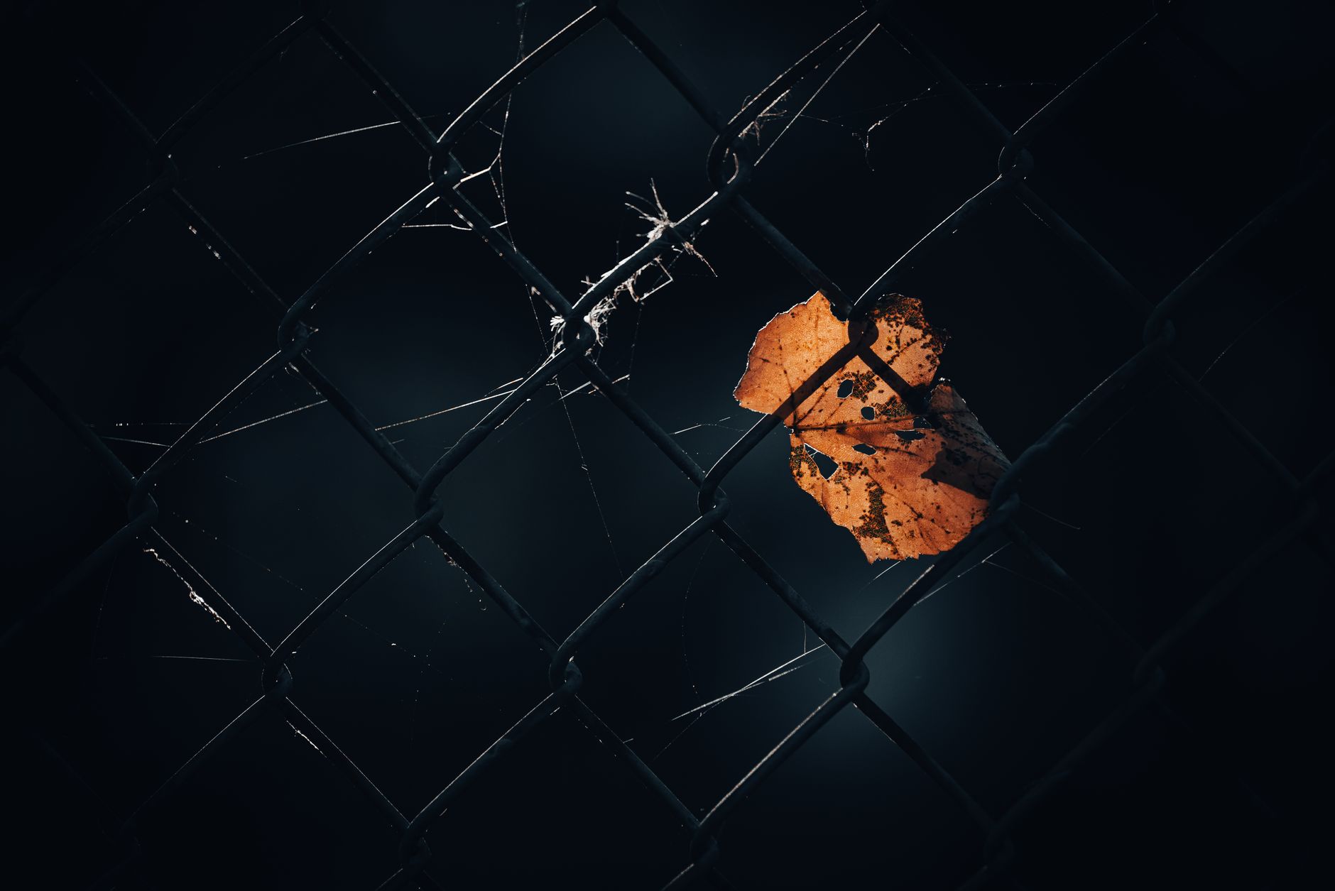 A withered maple leaf caught on a chain link fence, lit dramatically in the fall.