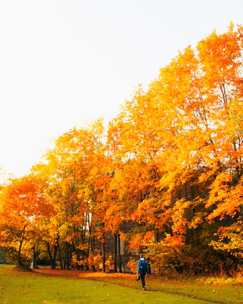 Photo of a Person Walking Near Trees with Orange Leaves