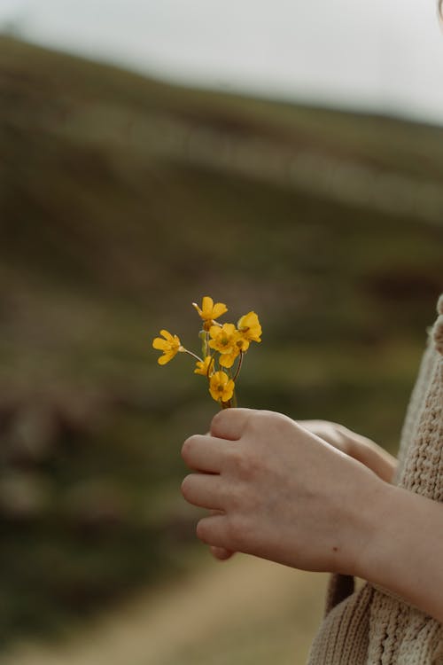 Free Person Holding Yellow Flowers Stock Photo