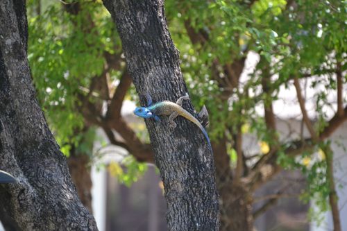 Free stock photo of africa, african wildlife, blue Stock Photo