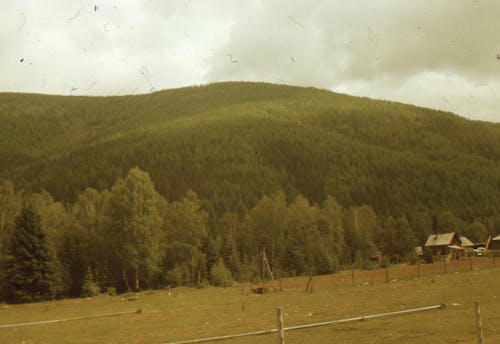 ağaçlar, alan, dağ ormanı içeren Ücretsiz stok fotoğraf