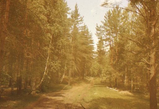 Tranquil forest pathway with towering pine trees, perfect for nature exploration.