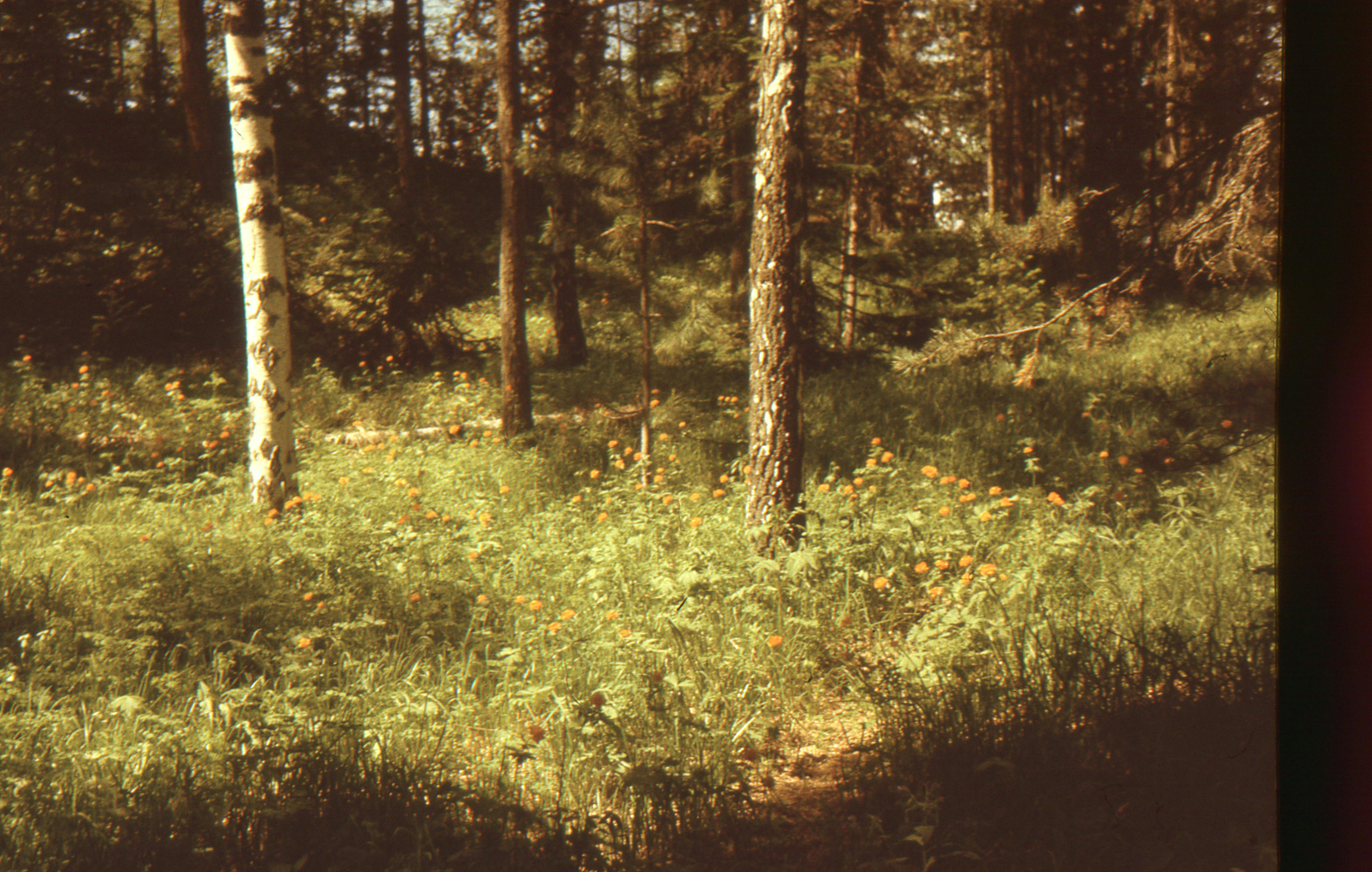 Hall Bend Small Wild Area offers outdoor recreation in Loudon County — Photo by Александр Ершков on Pexels