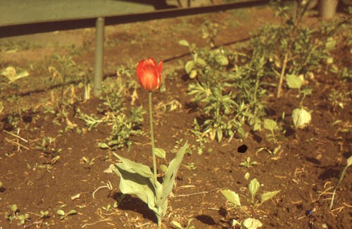 คลังภาพถ่ายฟรี ของ การถ่ายภาพดอกไม้, กำลังบาน, ดอกไม้สีแดง