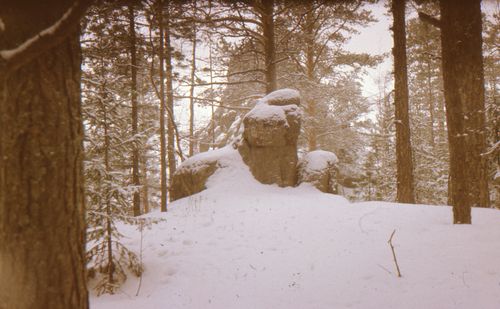Free A tranquil snow-covered forest scene featuring a natural rock formation surrounded by pine trees in winter. Stock Photo