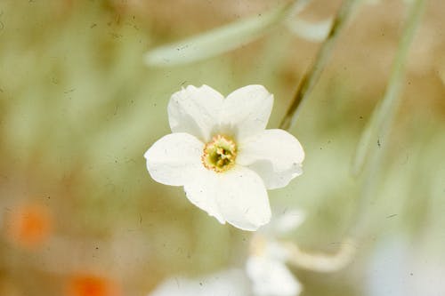 White Flower in Close Up Photography