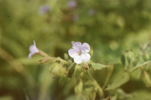 White Flower in Tilt Shift Lens