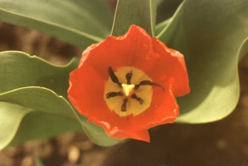 Close-up Photo of Tulip in Bloom 