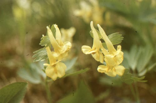 Foto d'estoc gratuïta de corydalis yanhusuo, florint, flors grogues