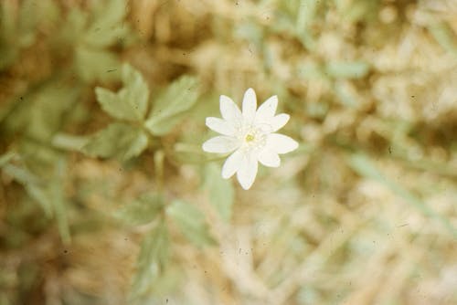 White Flower in Tilt Shift Lens