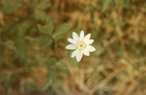 White Flower in Tilt Shift Lens