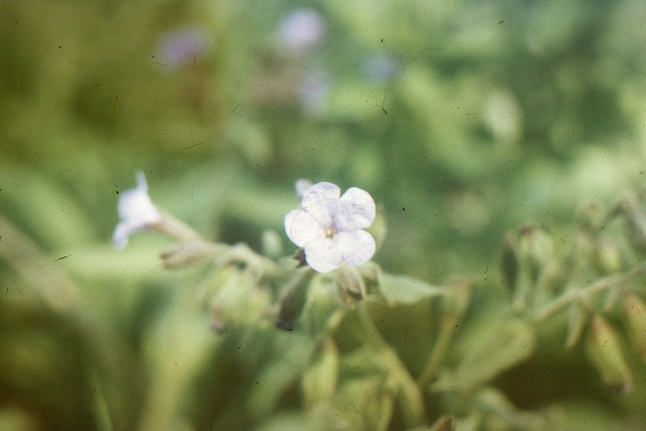 Petrocosmea iodioides