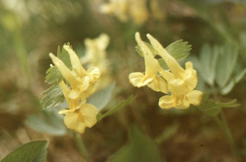 Close-up Photo of Yellow Flowers