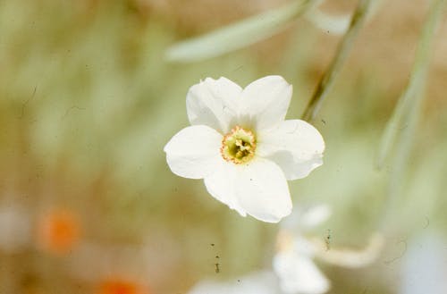 Close Up Shot of a White Flower