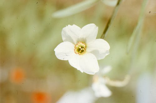 White Flower with Blur Background