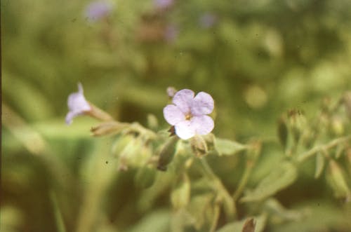 An Old Photo of a Purple Flower
