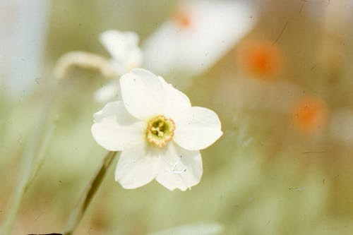 An Old Photo of a White Flower in Bloom