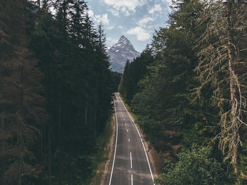 Scenery with Road in Forest