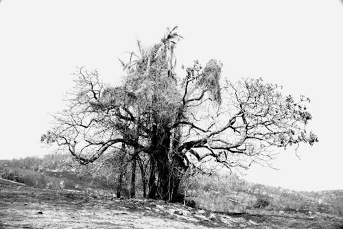 Бесплатное стоковое фото с безлистные, голые деревья, горный склон