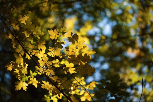 Fotos de stock gratuitas de al aire libre, árbol, belleza en la naturaleza