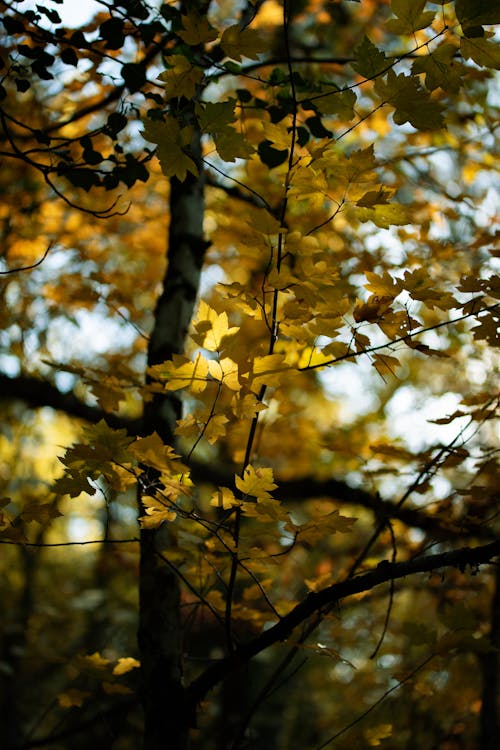 Gratis lagerfoto af blad, efterår, eviggrønne træ
