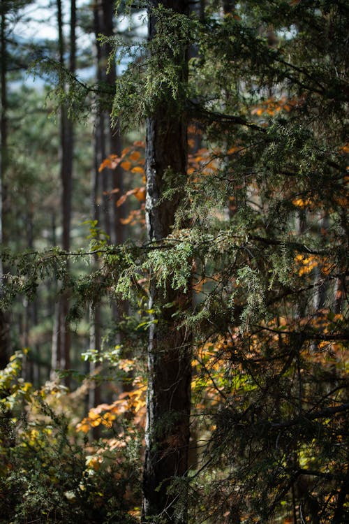 Gratis lagerfoto af efterår, eviggrønne træ, landskab