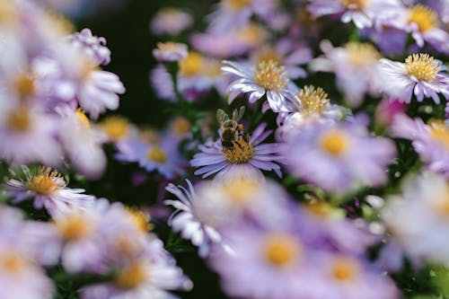 Close-up of Pink Daisies With Bee