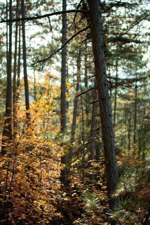 Immagine gratuita di albero, albero sempreverde, ambiente naturale