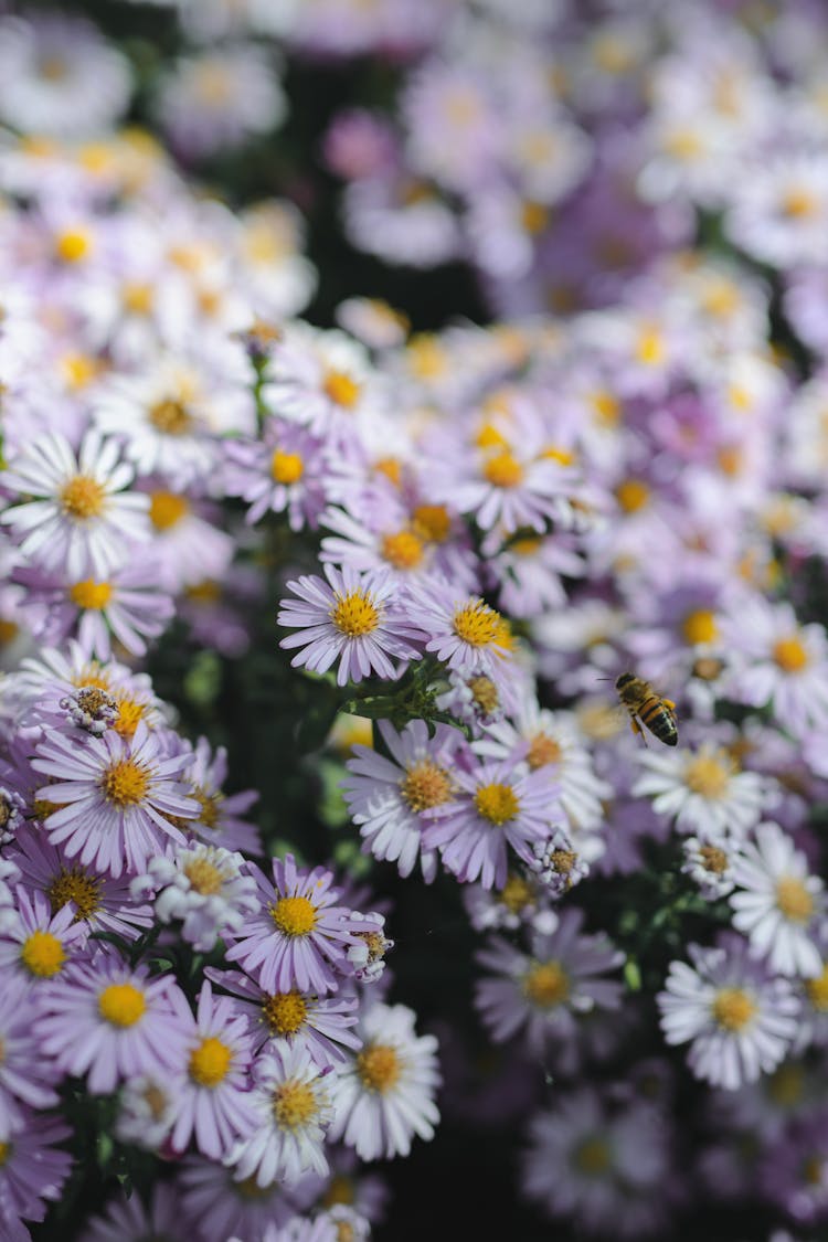 Close-up Shot Of Pink Daisies