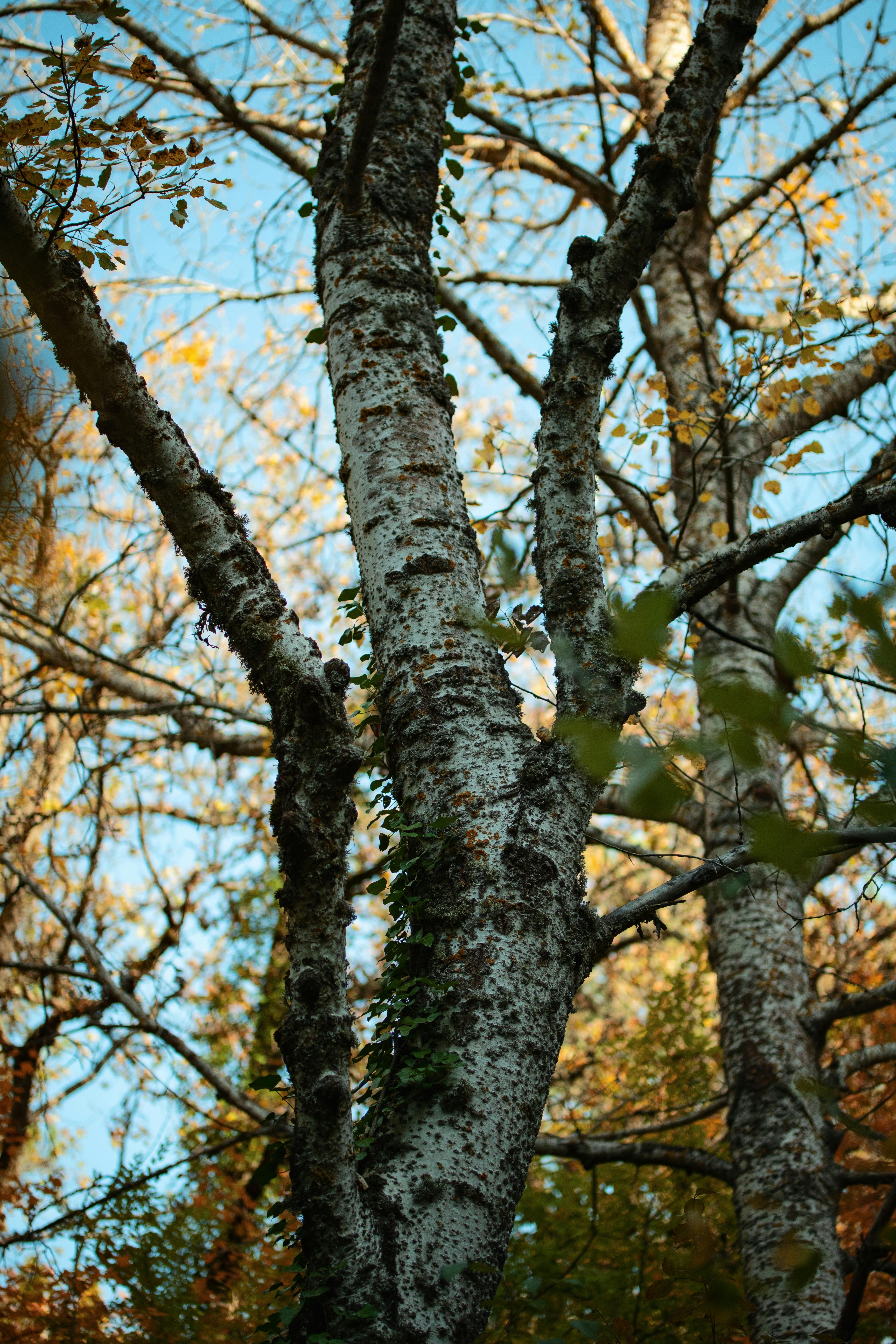 Betula utilis