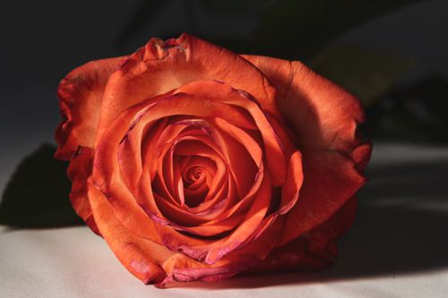 Free Detailed close-up of an orange rose showcasing its vibrant petals and delicate texture. Stock Photo