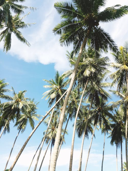 Palm Trees under Blue Sky