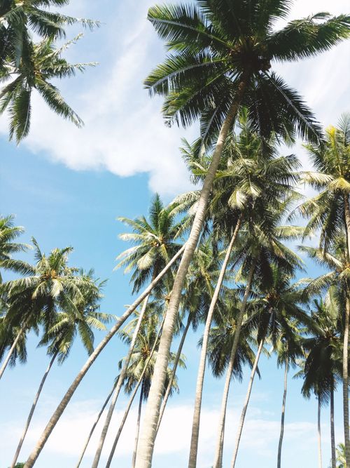 Free Lush green palm trees under a bright blue sky with white clouds, offering a tropical vibe. Stock Photo