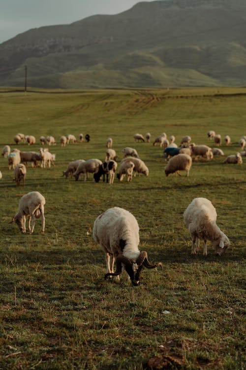Herd of Sheep Grazing on Grassland