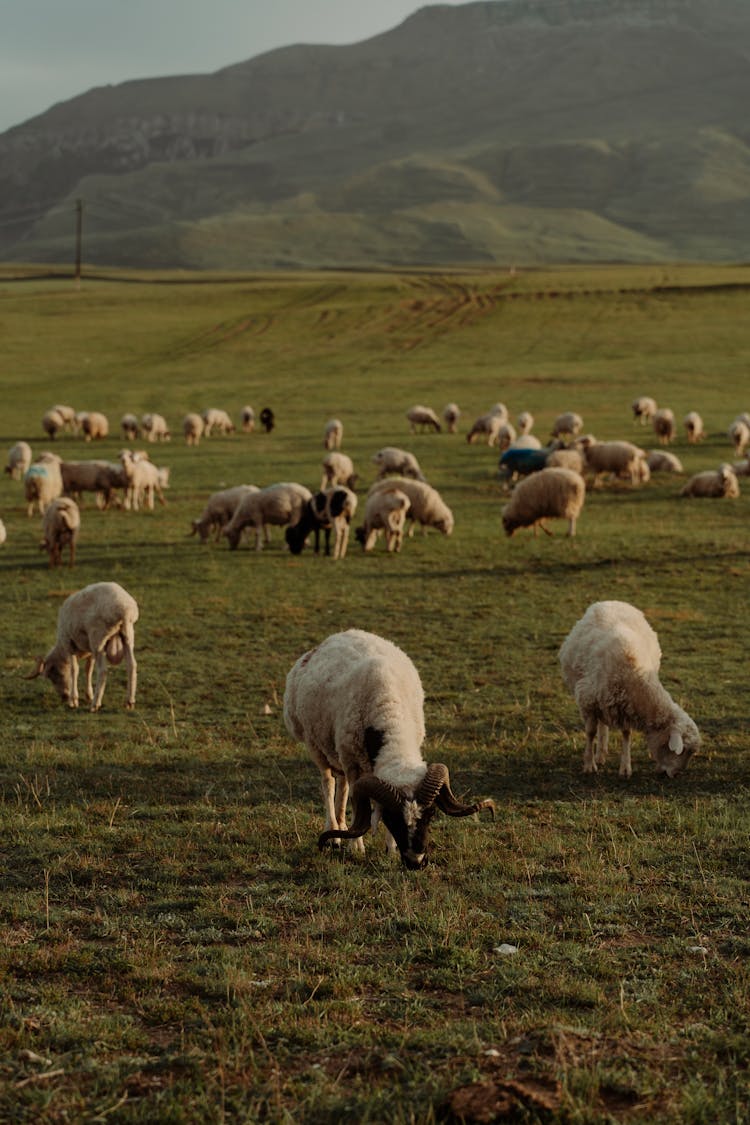 Herd Of Sheep Grazing On Grassland