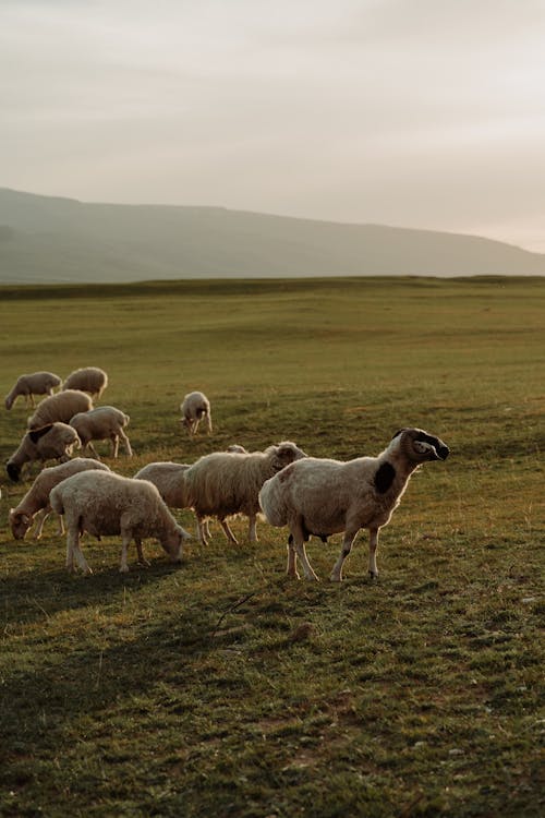 Foto profissional grátis de animais da fazenda, campina, cenário