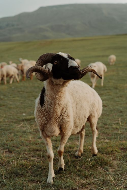 Free A close-up of a horned sheep standing in a grassy field with a flock in the background. Stock Photo