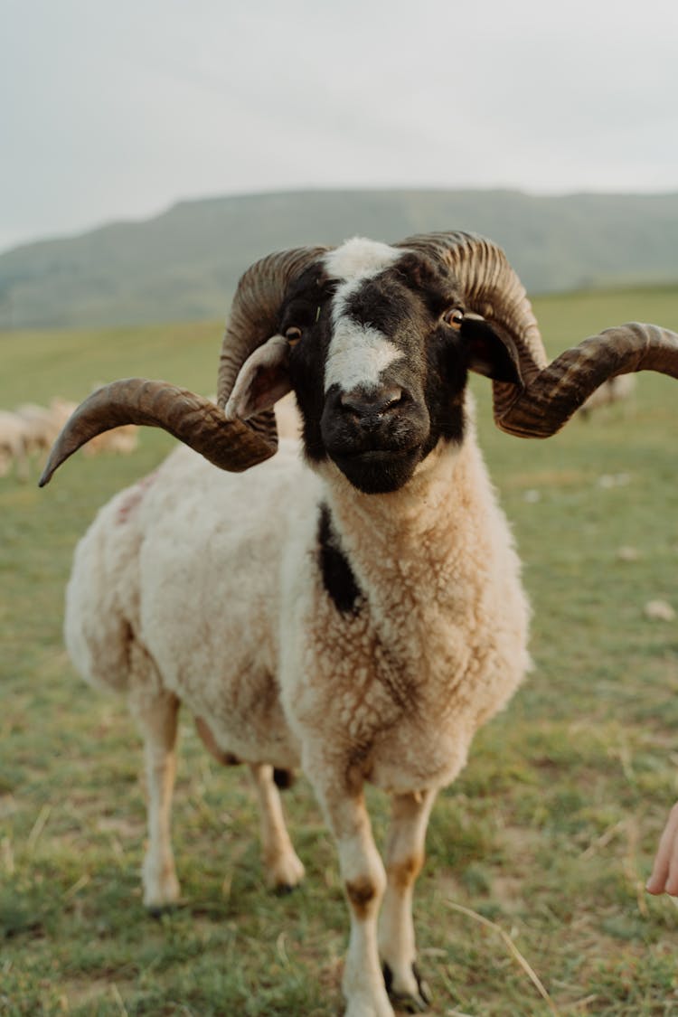 A Big Horn Sheep In Close-up Shot