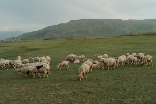 Foto profissional grátis de animais da fazenda, campina, cenário