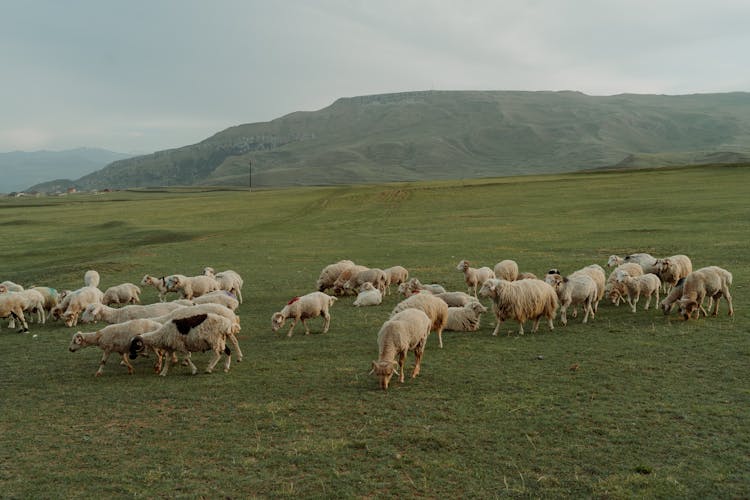 Farm Animals On A Grazing Land 