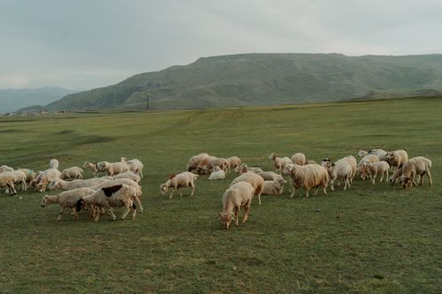 Free A serene image of a sheep herd grazing on lush green pastures with majestic hills in the background. Stock Photo