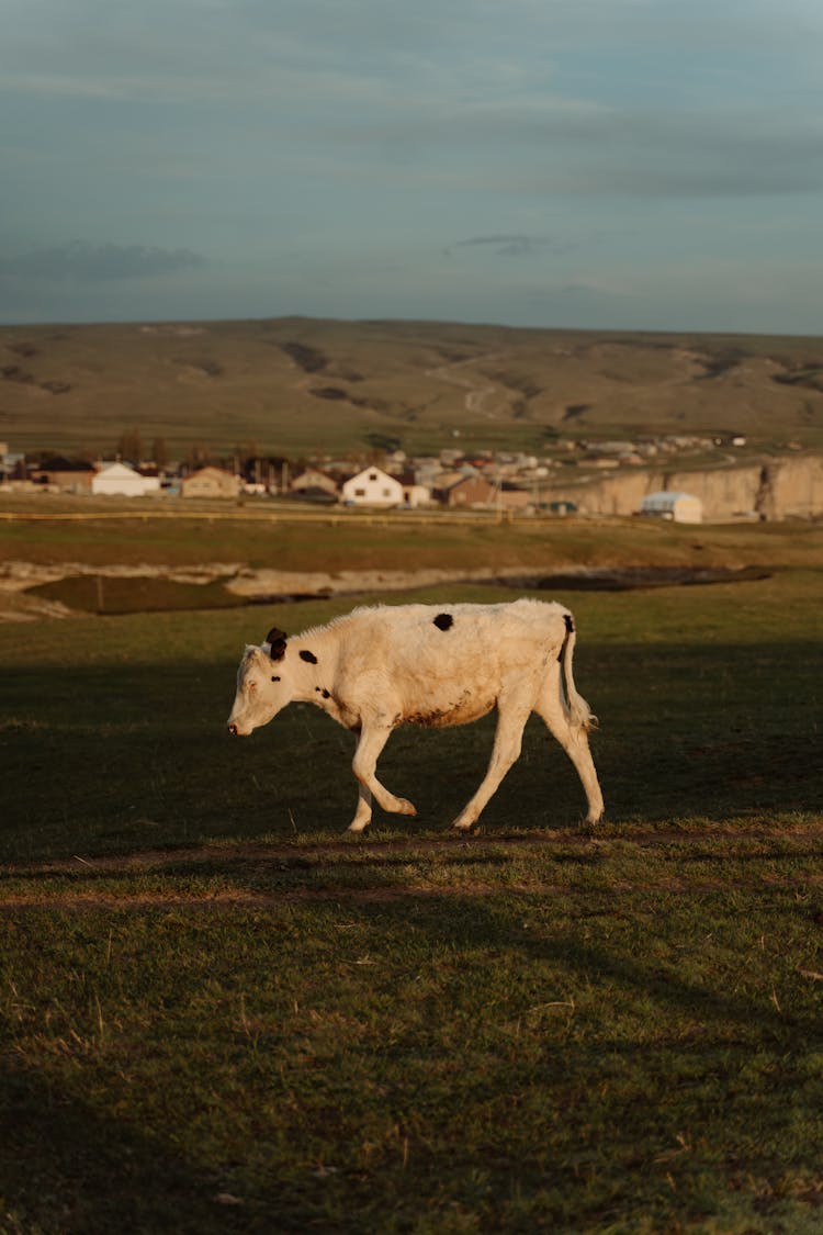 A Cow Walking On A Farmland Alone