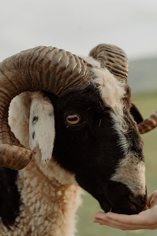 Person feeding a Sheep 