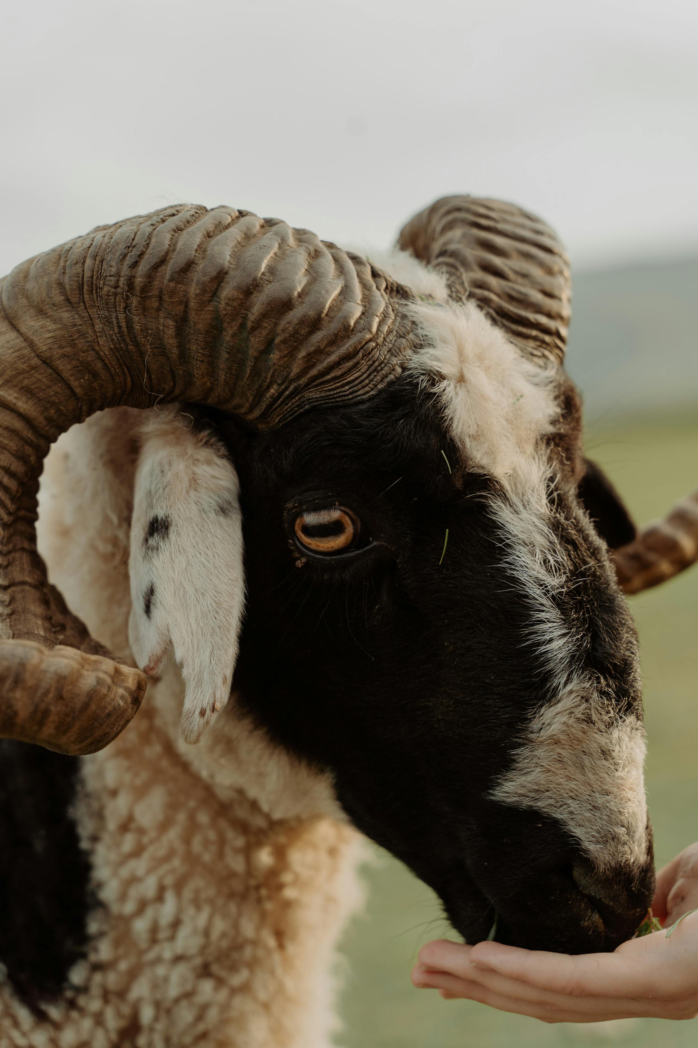 Jacob Sheep 6 Horns Photos, Download The BEST Free Jacob Sheep 6 Horns ...