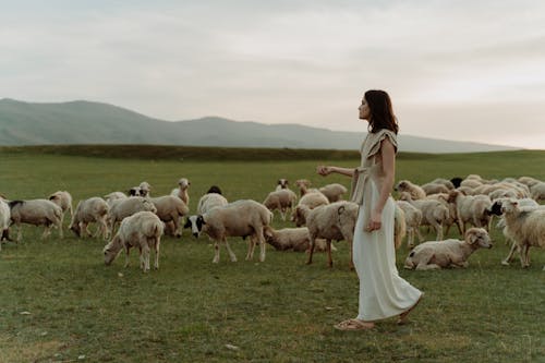 Woman in a Dress Walking on a Pasture among Sheep 