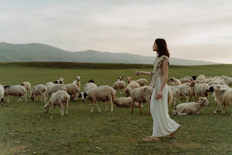 Woman In A Dress Walking On A Pasture Among Sheep 