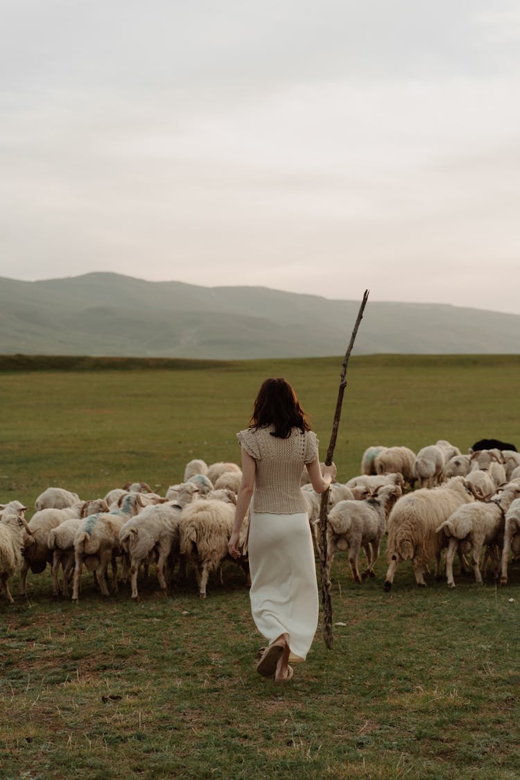 Female Shepherd Walkign With Sheeps 